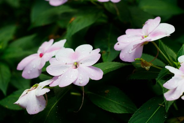 Comment dénicher la douche parfaite pour sublimer votre salle de bain ?