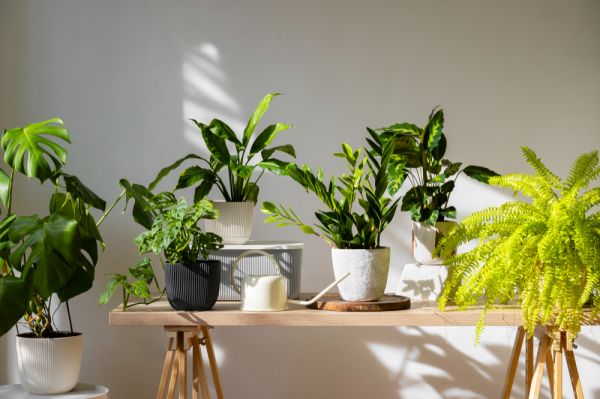 Oxalis : la plante herbacée vivace au charme singulier